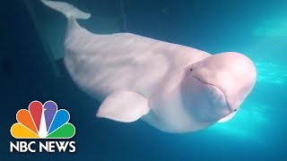 2 Beluga Whales Prepare For New Life In World's 1st Open Water Sea Sanctuary For Belugas | NBC News