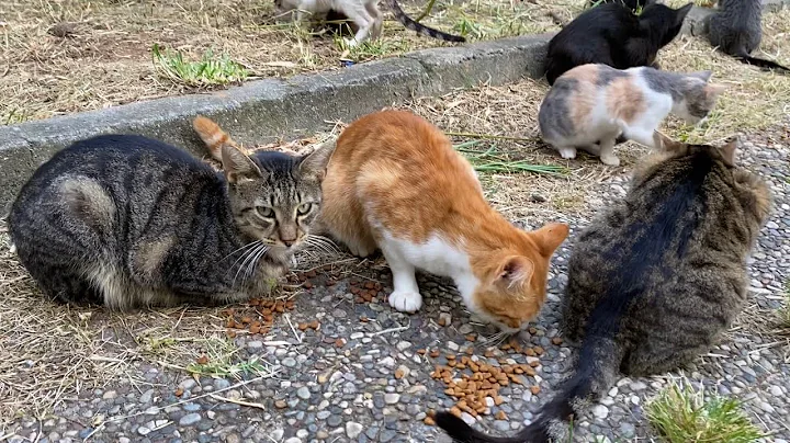 Video 3116671: cute kittens living, kitten funny, cute cat, baby cats, kitty