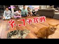 HIMAWARI家の猫たち ルイくんとモカちゃん普段の様子は 争奪戦勃発 ルイモカは誰の所に Himawari CH HIMAWARI家の猫たち ルイくんとモカちゃん普段の様子は 争奪戦勃発 ルイモカは誰の所に Himawari CH
