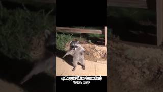 Funny Raccoons get caught stealing   #comedy #voiceover #funnyvideo #animalhumor