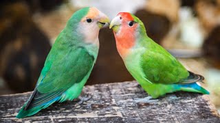 Lovebird Sounds Singing - Lovebird Sounds - Bird Sounds by Pet Birds 1,230 views 1 year ago 3 minutes, 3 seconds