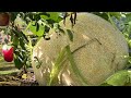 Deer stops by pumpkins