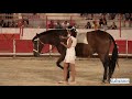 CABANNES spectacle équestre la cabanne aux poneys