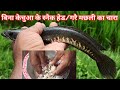 बिना केचुआ के स्नैक हेड/ गरै मछली का चारा || snack head fish bait || Sundar bihar