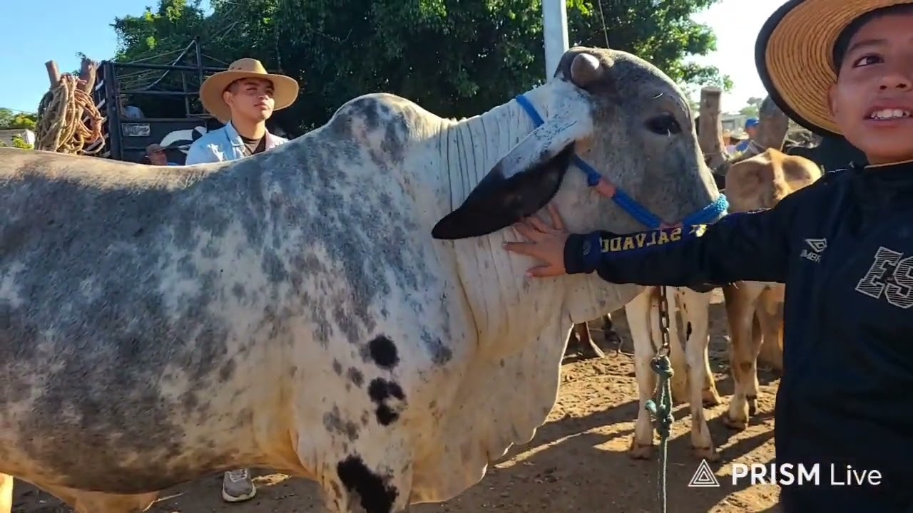 Tiangue San Rafael Cedros Noviembre 22 Del 2025