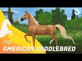 American saddlebred   star stable horses