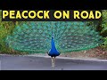 Peacock on the road  in quarantine period all animals and birds coming on road