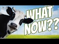 You Bought a Cow!  10 Things You Need To Know NOW!