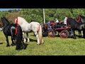 Trgul de cai beautiful stallions de la gura putnei bucovina 21 mai 2024nou