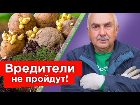 КИНЬТЕ ГОРСТЬ В ЛУНКУ ПРИ ПОСАДКЕ КАРТОФЕЛЯ, и вредители забудут дорогу в ваш огород!