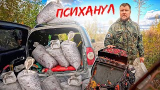 видео: ЭТО🔥. 20 ВЁДЕР ДЕНЕГ. СБОРЩИК ЯГОД ОБАЛДЕЛ ОТ ТАКОЙ РАБОТЫ. ЯГОДНЫЙ СЕЗОН В КАРЕЛИИ. СБОР БРУСНИКИ картинка: ЭТО🔥. 20 ВЁДЕР ДЕНЕГ. СБОРЩИК ЯГОД ОБАЛДЕЛ ОТ ТАКОЙ РАБОТЫ. ЯГОДНЫЙ СЕЗОН В КАРЕЛИИ. СБОР БРУСНИКИ