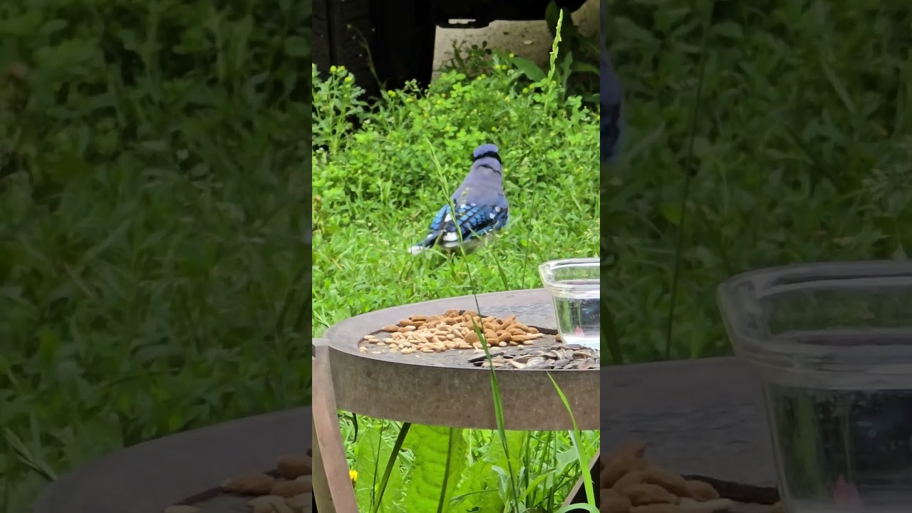 Blue jays blasting off  #short #bluejays #corvid