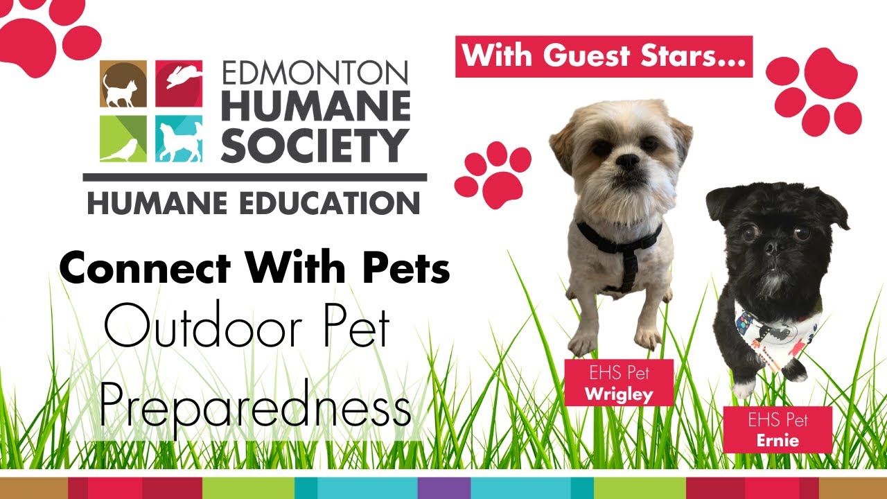 Humane Education At Home Edmonton Humane Society