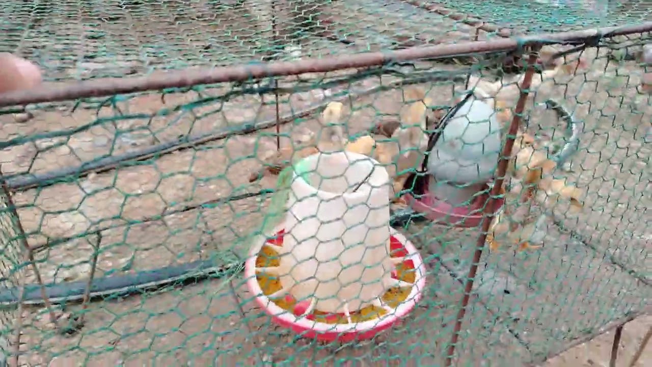 ចិញ្ចឹម​មាន់អោយវាបណ្តើកូនខ្លះ ដាក់ទ្រុងខ្លះ តែយើងមើលលើមាន់ដែរ