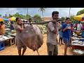 WOW! Rough Sea Morning as Fishermen Return Stingray Daily Catch Stunning Village