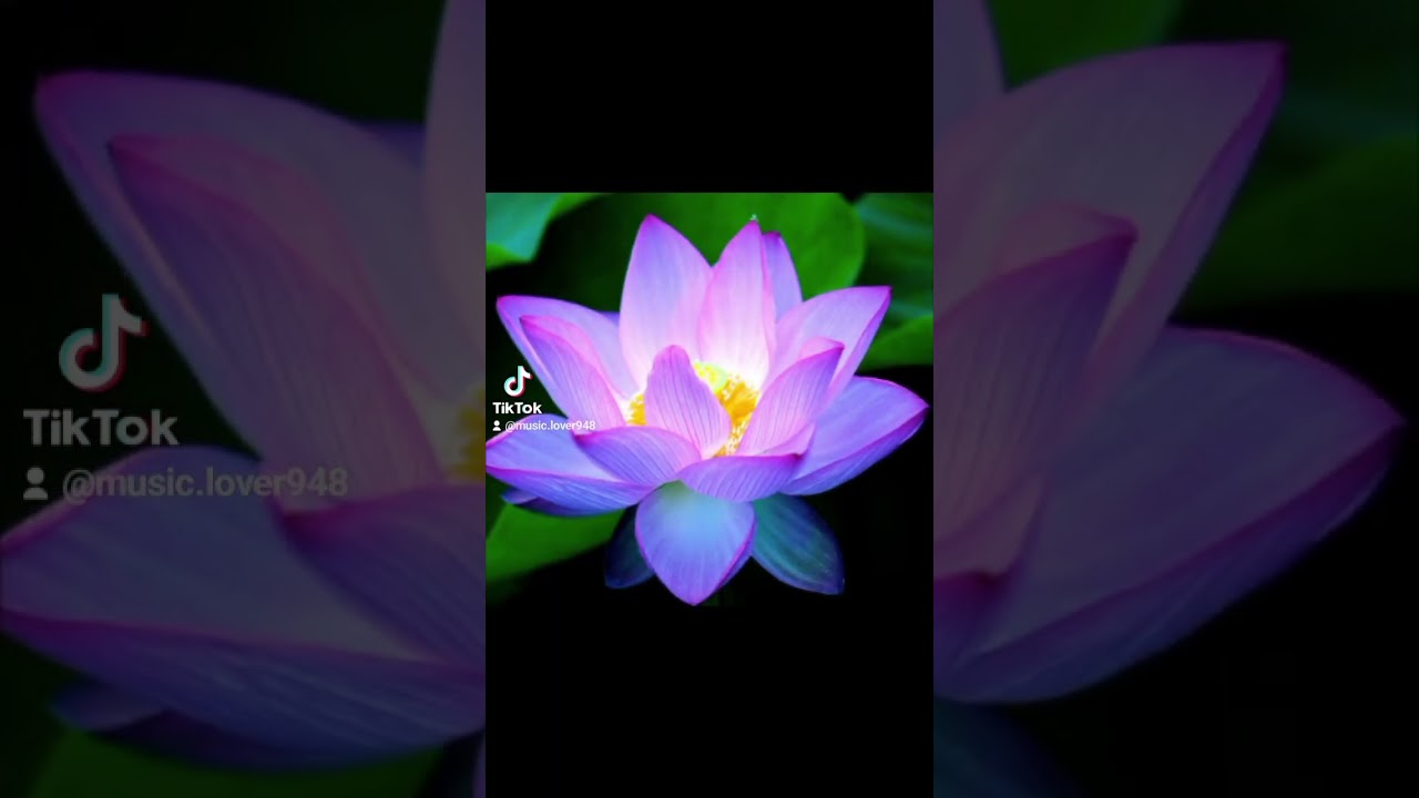 The lotus flower seen as a symbol of purity, spiritual enlightenment, and rebirth. 