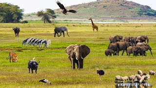 4K African Wildlife: Wildlife Animals Relaxation Film • Peaceful Relaxing Music • 4k Video Ultra HD