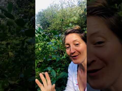 Video: Eten herten aronia-bessen?