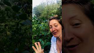 Celebrity How To Use Aronia Berries ? Wealth