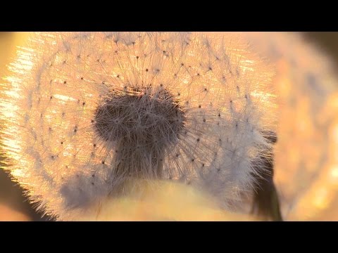 Video: Bagaimana Kelopak Dandelion Berubah Menjadi Bola Halus