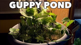 How To: Awesome Mini Guppy Patio Pond