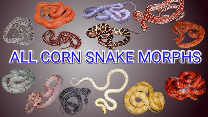 Corn Snake Color Chart