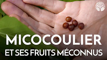 Comment sont les fruits du micocoulier ?