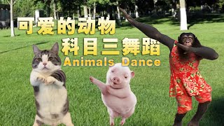 可爱萌宠动物科目三舞蹈来了，无论是动物自己扭摆还是主人带动或者是人扮公仔都非常可爱 Animals Kemusan  (Subject 3 dance)