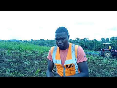 Vidéo: Comment Labourer Avec Une Charrue Sur Un Tracteur à Conducteur Marchant ? Comment Régler La Profondeur De Labour De La Terre ? Installation D'un Tracteur à Conducteur Marchant Pour