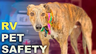 The BEST pet monitor | MarCELL Pet Monitor | FULL TIME RV LIVING | RV LIFE