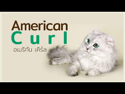 วีดีโอ: สายพันธุ์แมว: อเมริกัน เคิร์ล