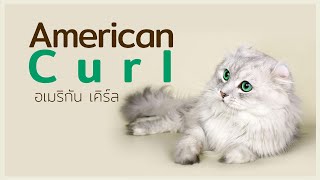 5 เรื่องรู้หรือไม่ ของแมวสุดแปลกแต่น่ารัก 'อเมริกันเคิร์ล'