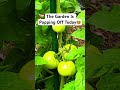 Garden tour when everything's in season #gardening #homegarden #shorts