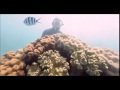 Informe Planeta Vivo: el caso de la Gran Barrera de Coral