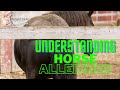 Understanding Horse Allergies