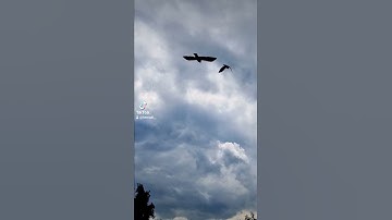 القارئ بلال دربالي