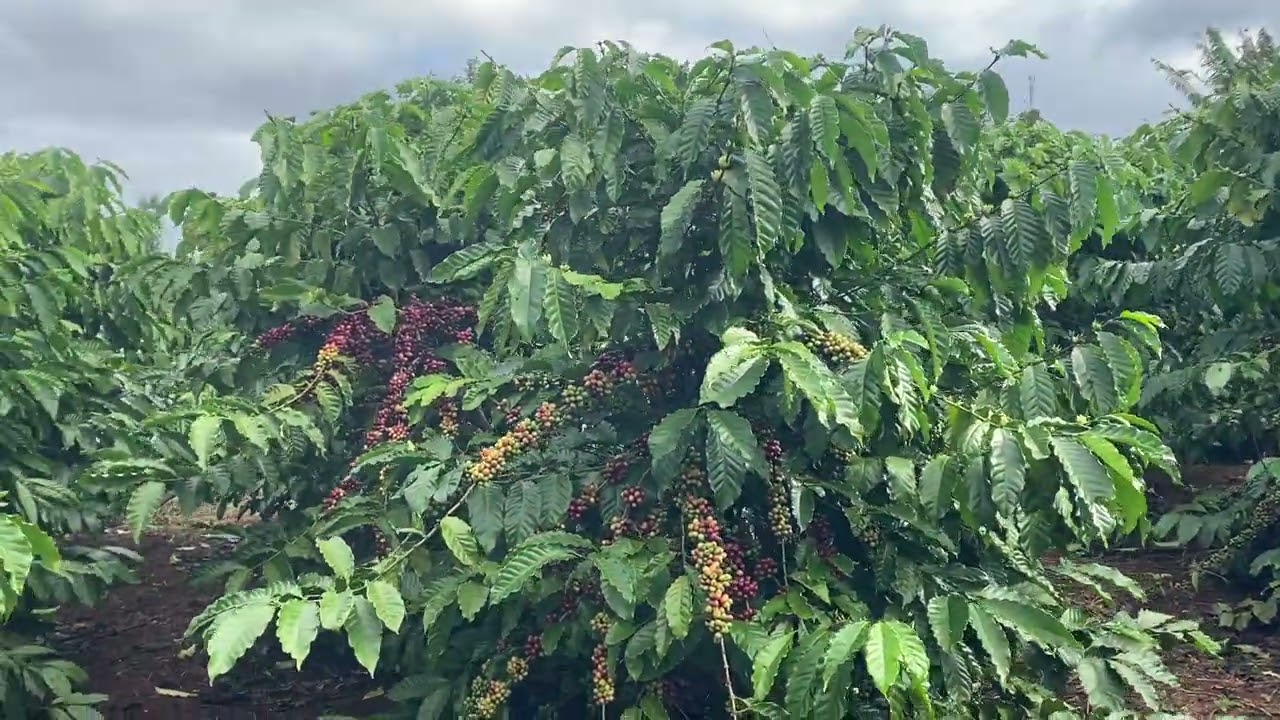 Cà phê Thực sinh ghép Giống Thiện trường đến ngày thu hoạch hiệu quả thế nào