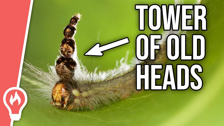 The Mad Hatterpillar
