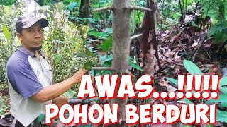 GET TO KNOW THE TYPES OF RUKAM TREES, BEWARE....! THEY ARE DANGEROUS, THEY HAVE SPORNS ON THEIR T...