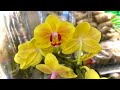распродажа ОРХИДЕЙ от 555 руб - остатки СЛАДКИ орхидеи бриллианты - ОБЗОР