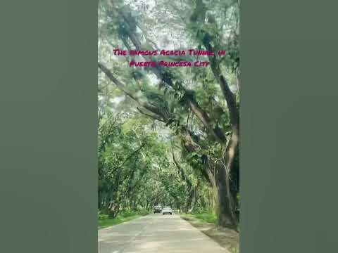 Amazing Acacia Tunnel💜#Palawan#nature #palawanvlogger #palawanvlogger ...