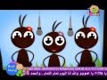 طيور بيبي النملة و الصرصور