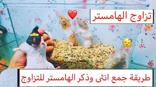 تزاوج الهامستر | تعلم معي الطريقة الافضل لجمع الذكر والانثى للتزاوج | Hamster mating / Mohamed Vlog