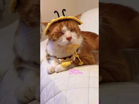 こうして知り合いを増やしている猫がいるんですね #ラバーガールショートコント#cat #shorts