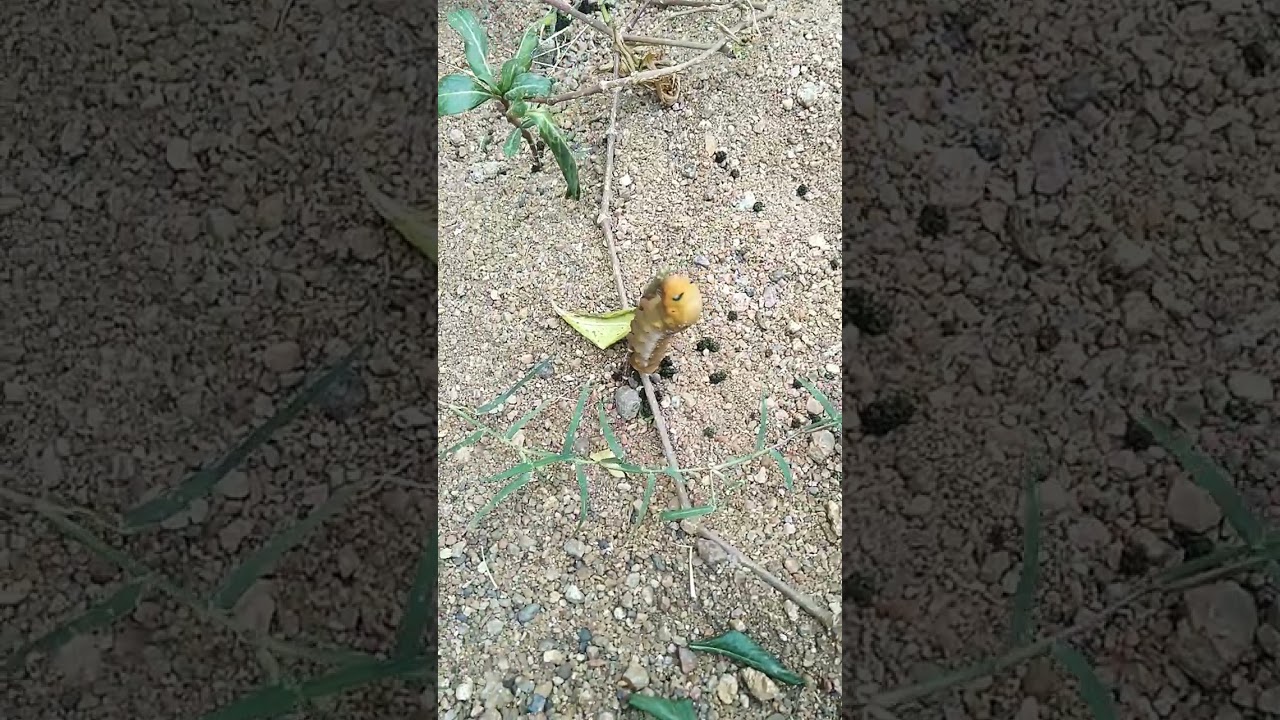 Another Awesome Caterpillar!!!! 