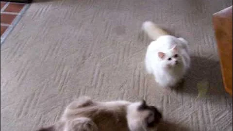 Video 11499401: cat feather, cat hunting, cat doll