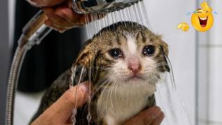 The Best Funny Animal Compilation Ever Made 😂🐾 | Crazy Dogs And Cats Moments 🤣😹