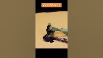 Mantis vs eat to one another fight #mantis#leech