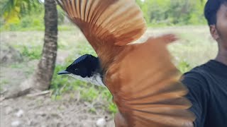 Jaring burung ternyata dapat burung sikatan Papua