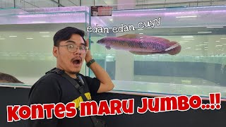 Kontes maru Jumbo kelas neraka || channa maru jumbo bikin ngilerrrr